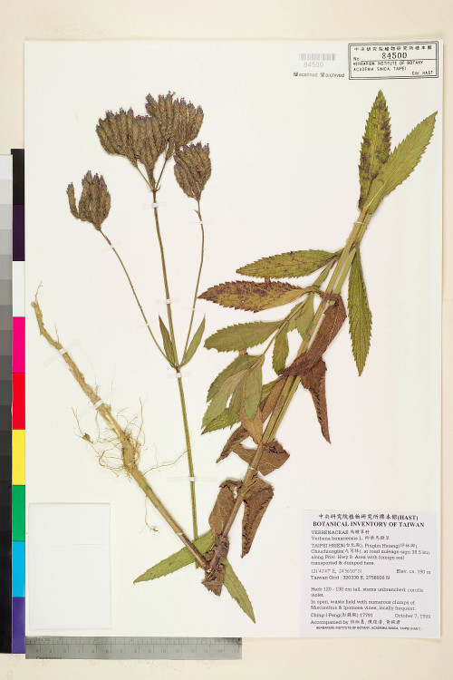 Verbena bonariensis L._標本_BRCM 6015