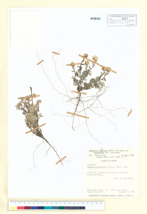 Anaphalis triplinervis Sims ex C. B. Clarke  var. monocephala (DC.) Airy-Shaw_標本_BRCM 6778