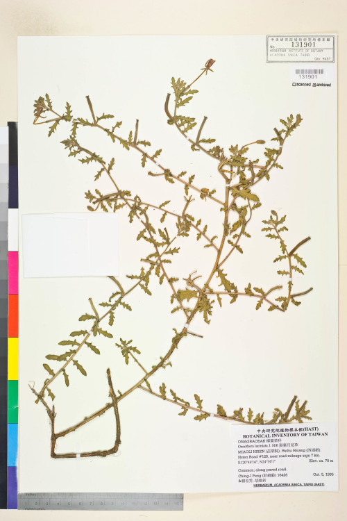 Oenothera laciniata J. Hill_標本_BRCM 5996