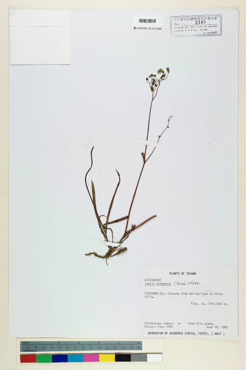 Ixeris chinensis (Thunb.) Nakai_標本_BRCM 6676