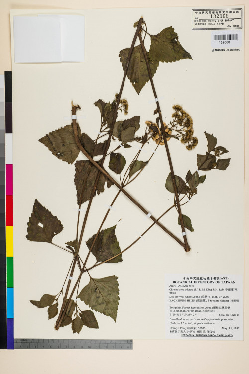 Chromolaena odorata (L.) R. M. King & H. Rob._標本_BRCM 5060