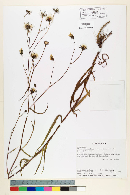 Picris hieracioides L. subsp. morrisonensis (Hayata) Kitam._標本_BRCM 7127