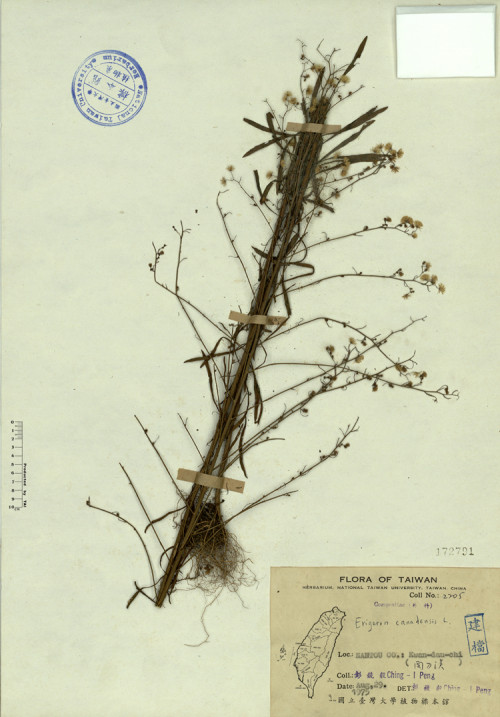 Erigeron canadensis L._標本_BRCM 4340