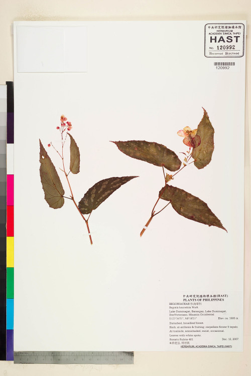 Begonia leucosticta標本_BRCM 2264