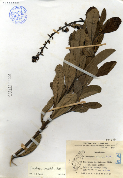 Crotalaria assamica Benth._標本_BRCM 4127