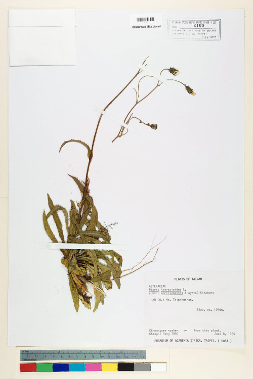 Picris hieracioides L. subsp. morrisonensis (Hayata) Kitam._標本_BRCM 6663