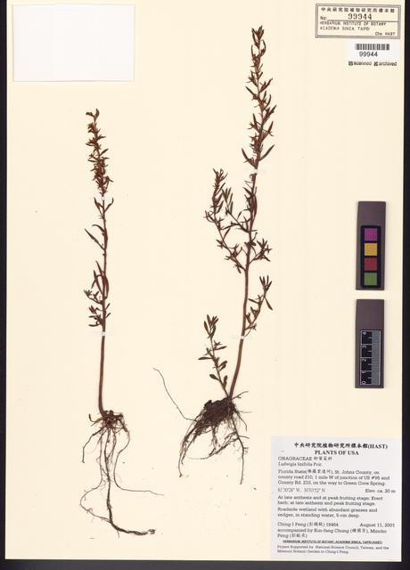 Ludwigia linifolia Poir._標本_BRCM 7787