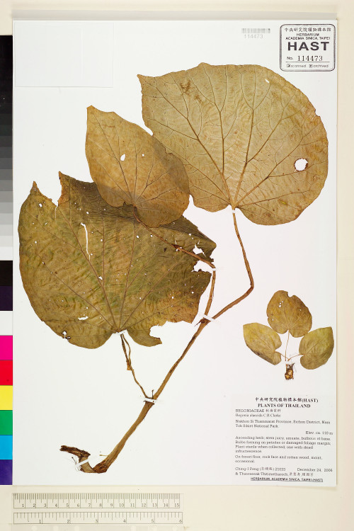 Begonia integrifolia標本_BRCM 2066