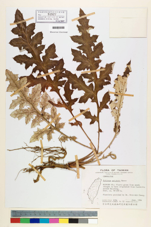 Echinops grijsii Hance_標本_BRCM 6507