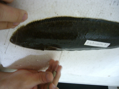 數位化工作—魚類標本前處理
