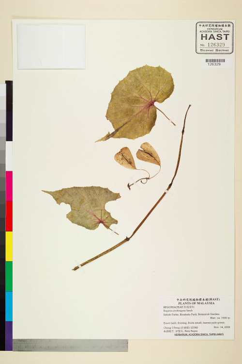 Begonia erythrogyna標本_BRCM 2487
