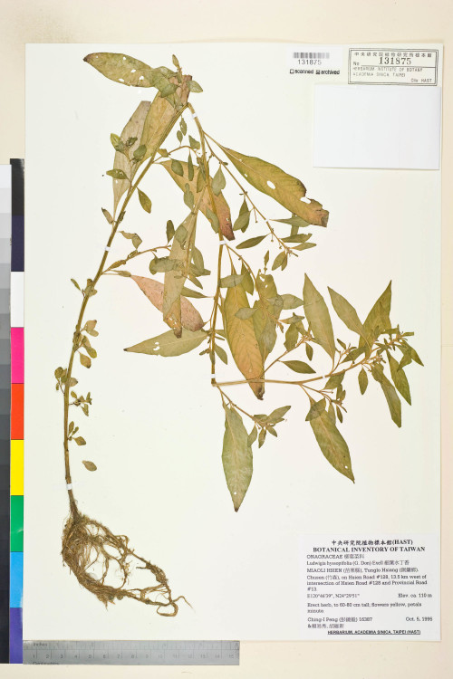 Ludwigia hyssopifolia (G. Don) Exell_標本_BRCM 3650