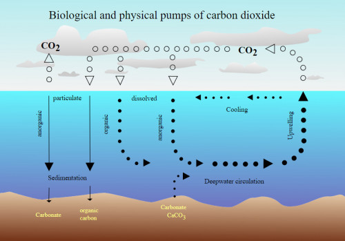 二氧化碳在海洋與大氣間的循環