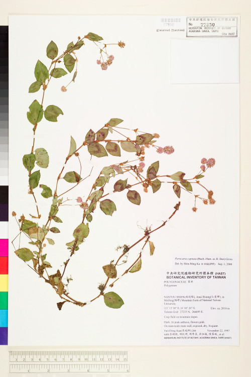 Persicaria capitata (Ham. ex D. Don) H. Gross_標本_BRCM 4946