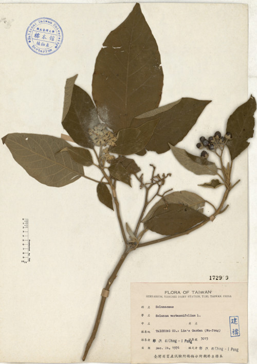 Solanum verbascifolium L._標本_BRCM 4394