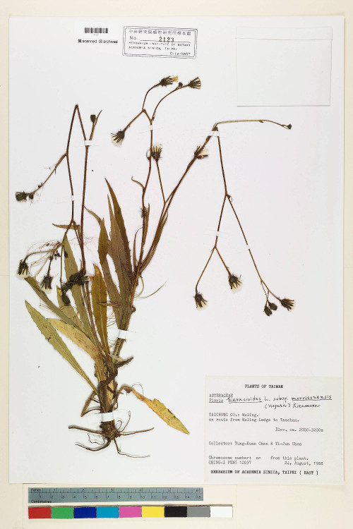 Picris hieracioides L. subsp. morrisonensis (Hayata) Kitam._標本_BRCM 7155