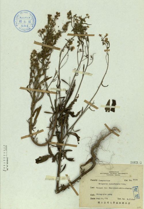 Erigeron canadensis Lin._標本_BRCM 4584