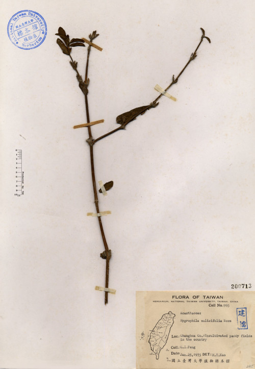 Hygrophila salicifolia Nees_標本_BRCM 4644