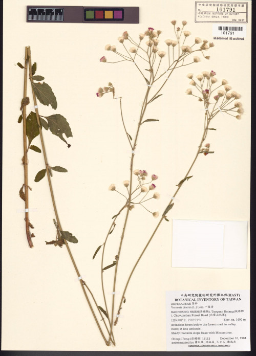 Vernonia cinerea (L.) Less._標本_BRCM 5150