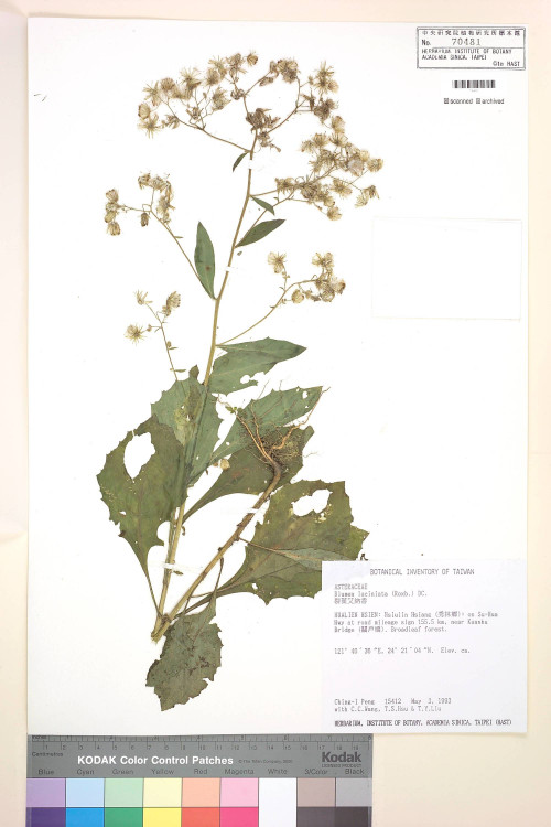 Blumea laciniata (Roxb.) DC._標本_BRCM 4947