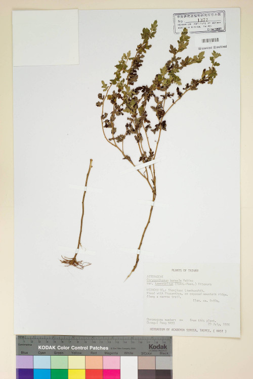 Chrysanthemum boreale Makino var. tomentellum (Hand.-Mazz.) Kitam._標本_BRCM 6842