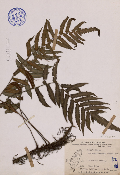 Christella acuminata (Houtt.) L'ev._標本_BRCM 4007