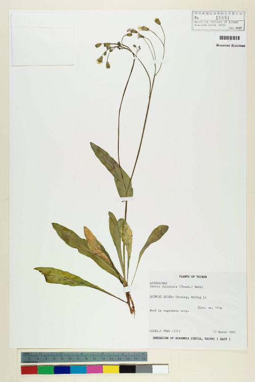 Ixeris chinensis (Thunb.) Nakai_標本_BRCM 7339