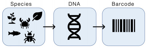 DNA 條碼