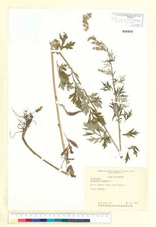Artemisia vulgaris L._標本_BRCM 6339
