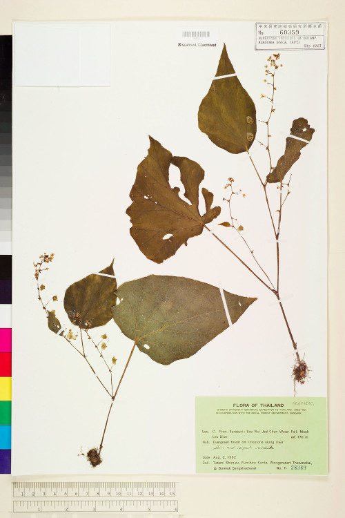 Begonia vagans標本_BRCM 1325