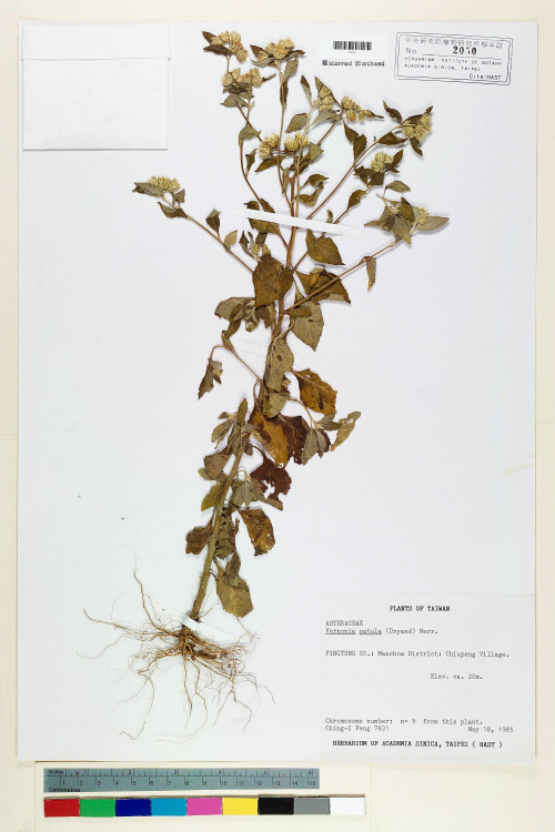 Vernonia patula (Dryand.) Merr._標本_BRCM 5105