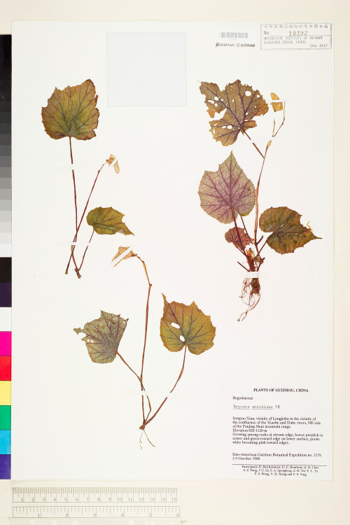 Begonia smithiana標本_BRCM 1065