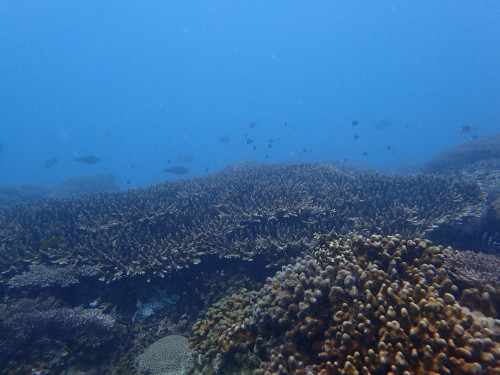 保育區海底景觀—台東基翬