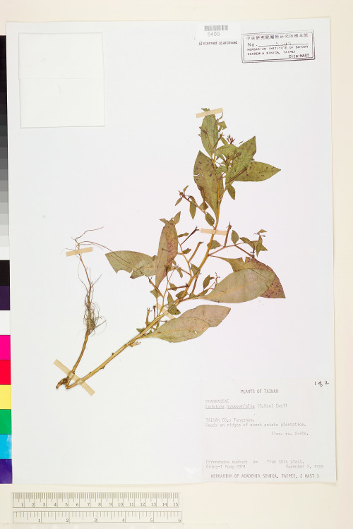 Ludwigia hyssopifolia (G. Don) Exell_標本_BRCM 3610
