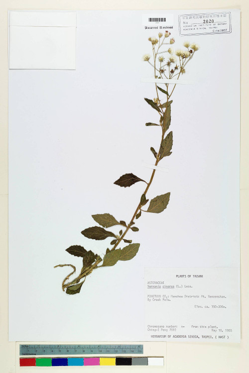 Vernonia cinerea (L.) Less._標本_BRCM 5103