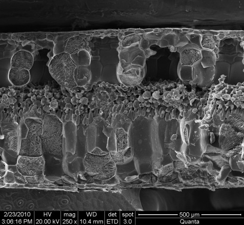 Begonia loranthoides–葉片與氣孔SEM顯微照相