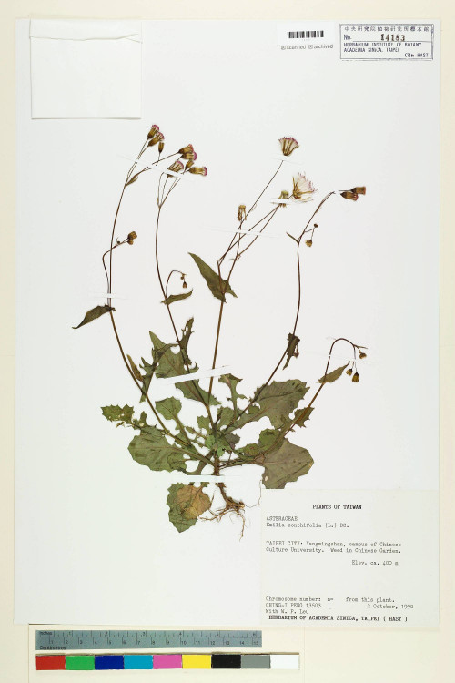 Emilia sonchifolia (L.) DC._標本_BRCM 5230