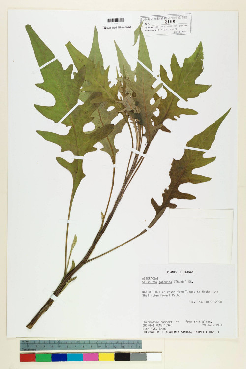 Saussurea japonica (Thunb.) DC._標本_BRCM 7001