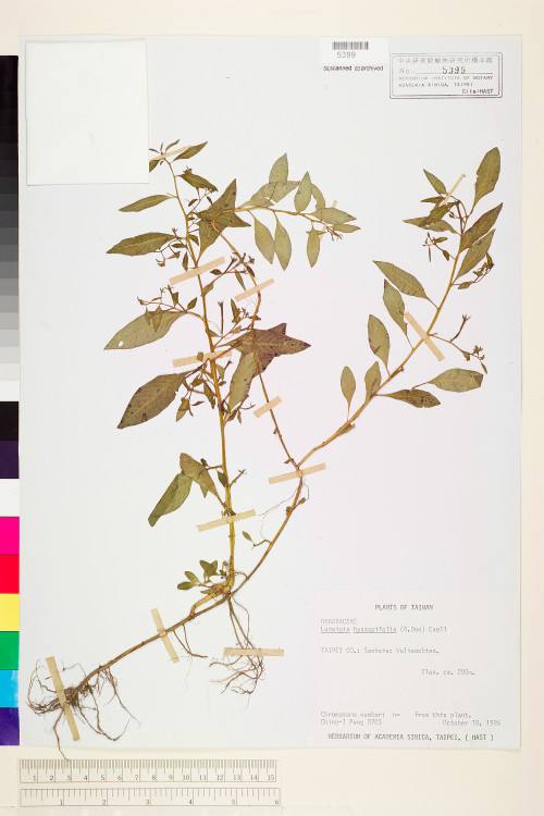 Ludwigia hyssopifolia (G. Don) Exell_標本_BRCM 3609