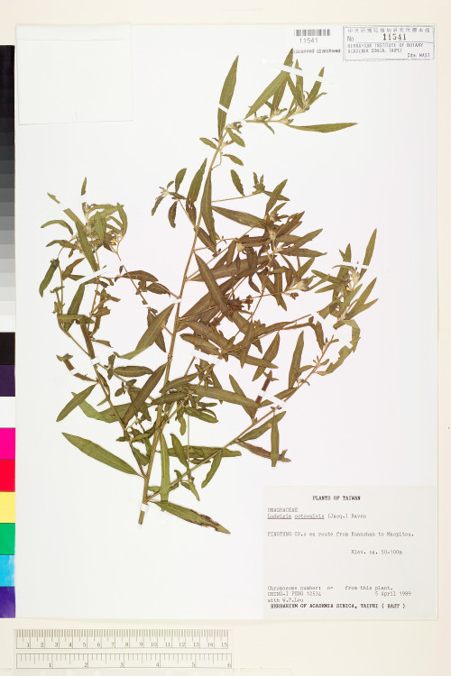 Ludwigia octovalvis (Jacq.) Raven_標本_BRCM 3634