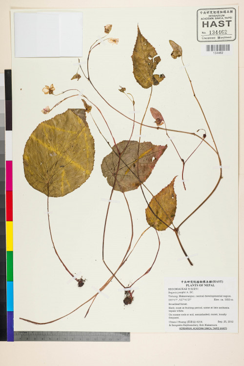 Begonia josephii標本_BRCM 2706