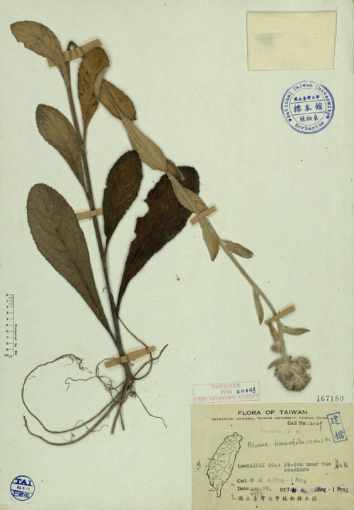Blumea hieraciifolia (D. Don) DC._標本_BRCM 3899
