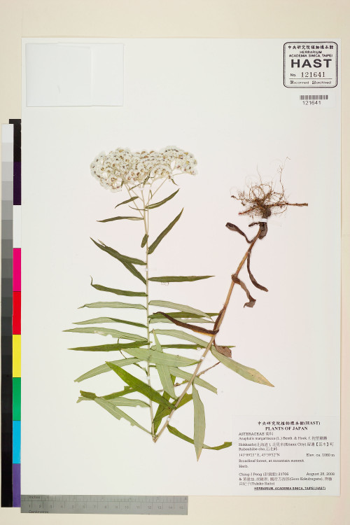 Anaphalis margaritacea (L.) Benth. & Hook. f._標本_BRCM 7610