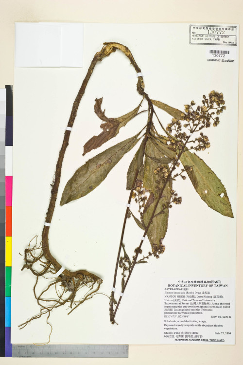 Blumea lanceolaria (Roxb.) Druce_標本_BRCM 4953