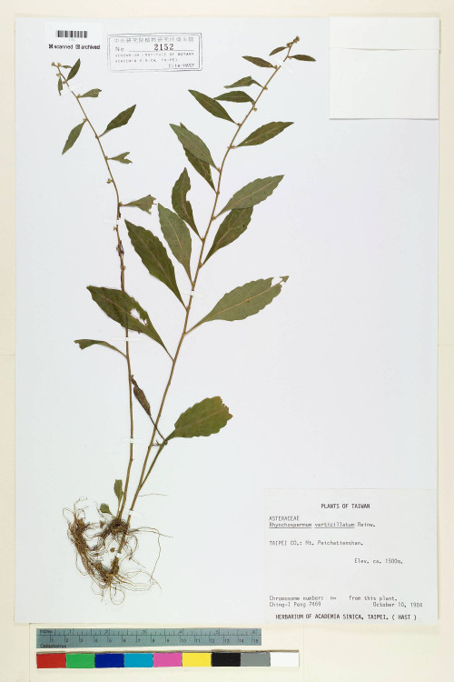 Rhynchospermum verticillatum Reinw._標本_BRCM 6630