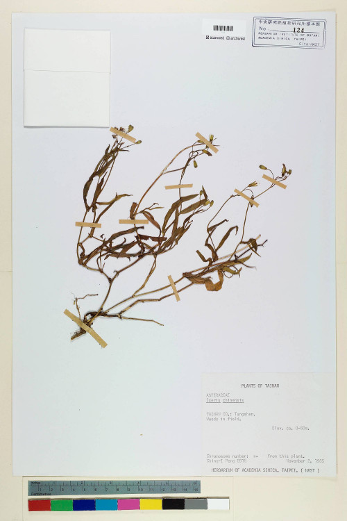 Ixeris chinensis (Thunb.) Nakai_標本_BRCM 6762