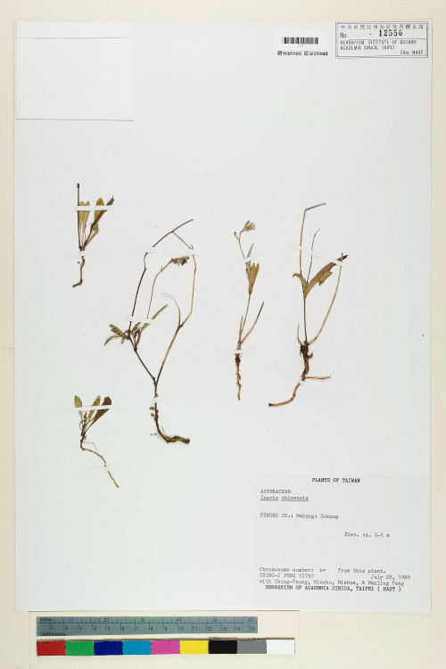 Ixeris chinensis (Thunb.) Nakai_標本_BRCM 7250