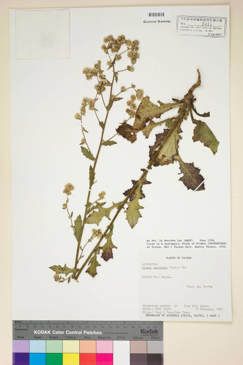 Blumea laciniata (Roxb.) DC._標本_BRCM 4851