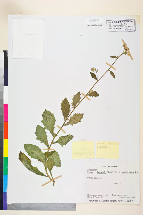 Blumea laciniata (Roxb.) DC._標本_BRCM 4811