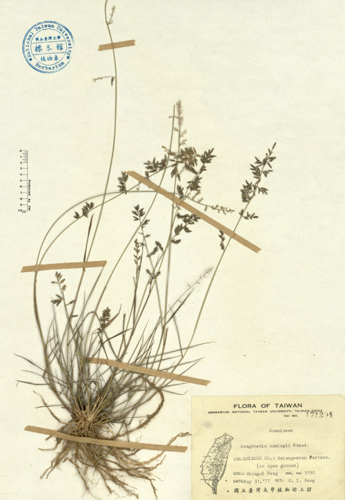 Eragrostis cumingii Steud._標本_BRCM 4152